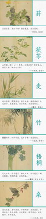 描寫(xiě)植物詩(shī)句古詩(shī)詞
