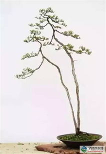 關(guān)于盆景盆栽的詩(shī)句