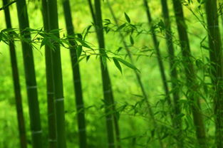 春雨竹子的詩(shī)句古詩(shī)