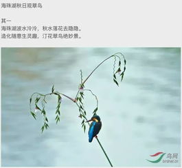 一些描寫(xiě)鳥(niǎo)的古詩(shī)句有什么