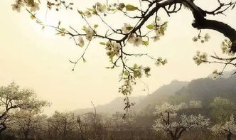 古詩(shī)中帶梨花的詩(shī)句有哪些,古詩(shī)中含有梨花的詩(shī)句三年級,古詩(shī)中含有梨花的詩(shī)句