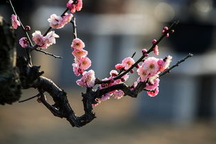 關(guān)于梅花飄香的詩(shī)句