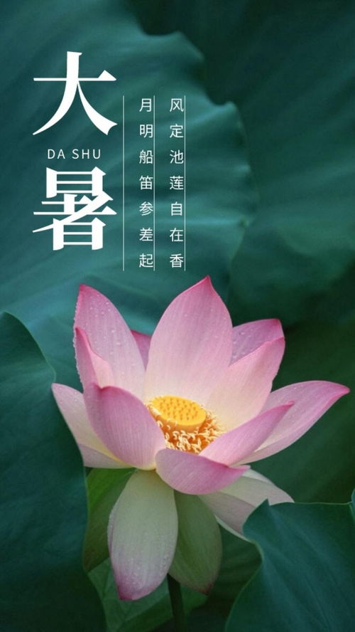 大暑古詩(shī)帶荷的詩(shī)句