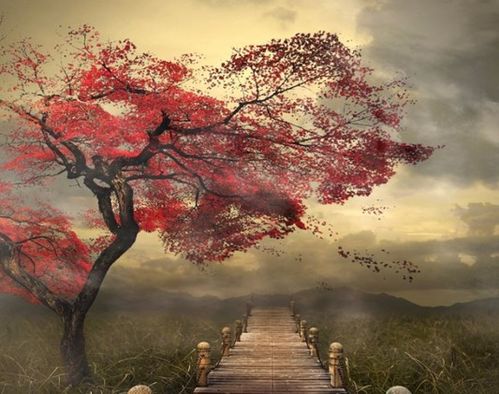 關(guān)于凄美愛(ài)情的詩(shī)句現代詩(shī),關(guān)于青春愛(ài)情的詩(shī)句現代詩(shī),描寫(xiě)愛(ài)情的詩(shī)句現代詩(shī)