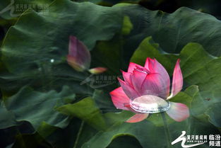 詩(shī)句,楊萬(wàn)里