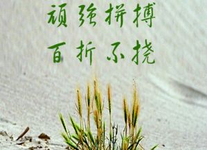 有哪些關(guān)于頑強不屈的詩(shī)句