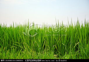 關(guān)于水稻生長(cháng)的詩(shī)句