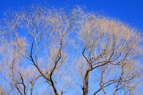 關(guān)于柳的詩(shī)句及解釋
