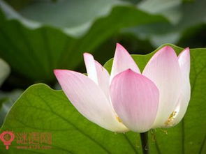 關(guān)于蓮的詩(shī)句俗語(yǔ)歇后語(yǔ)