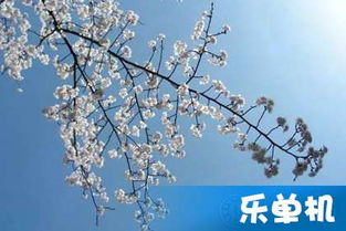 描寫(xiě)仲春時(shí)節的詩(shī)句古詩(shī)