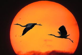 關(guān)于孤鳥(niǎo)的古詩(shī)句