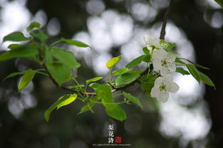 梨花的詩(shī)句古詩(shī)