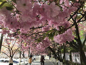 櫻花,詩(shī)句,校園