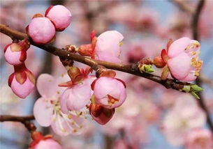 杏花花詩(shī)句古詩(shī)