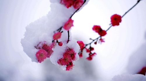 關(guān)于自律的詩(shī)句早梅