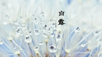 關(guān)于的白露詩(shī)句