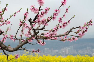 蘇軾關(guān)于桃花的詩(shī)句是什么,描寫(xiě)桃花的詩(shī)句是什么,與桃花有關(guān)的詩(shī)句是什么