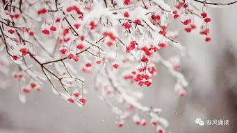 古詩(shī),詩(shī)句,風(fēng)花,大全