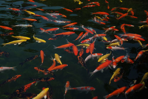 關(guān)于魚(yú)花草蟲(chóng)的詩(shī)句
