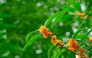 桂花的詩(shī)句古詩(shī)萬(wàn)綠