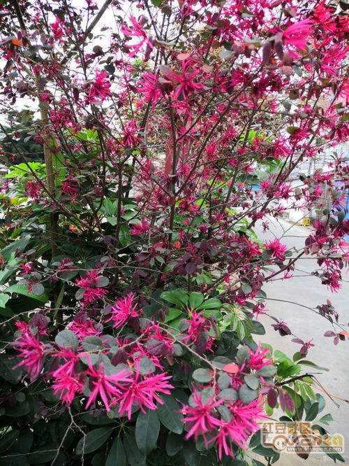 關(guān)于花草爭艷詩(shī)句