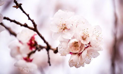 杏花,詩(shī)句,賞析