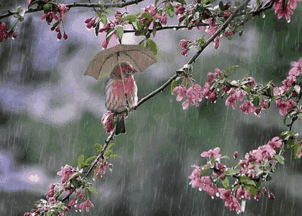關(guān)于雨的詩(shī)句古詩(shī)名句,雨的詩(shī)句古詩(shī)唯美,秋天雨的詩(shī)句古詩(shī)