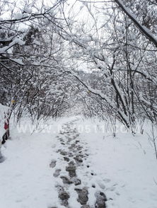 關(guān)于春天雪景的詩(shī)句古詩(shī)詞