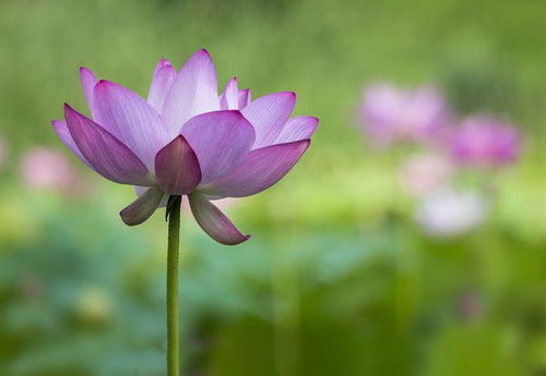 贊美荷花愛(ài)情的詩(shī)句古詩(shī)