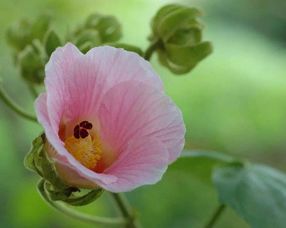 關(guān)于芙蓉的詩(shī)句及解釋