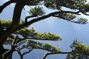 關(guān)于松樹(shù)和梅花的詩(shī)句