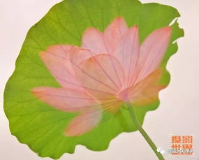 關(guān)于蓮常見(jiàn)的詩(shī)句