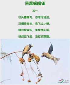 詩(shī)句,夏天