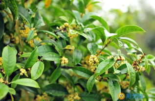 秋天贊美桂花的詩(shī)句古詩(shī)