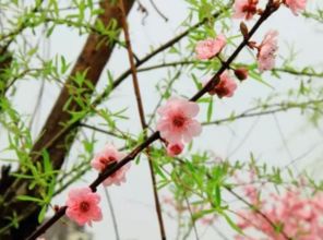 古詩(shī),詩(shī)句,有春字
