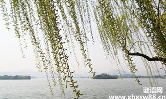 有關(guān)于柳字的詩(shī)句有哪些