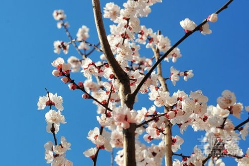 故鄉杏花古詩(shī)賞析,杏花羅隱古詩(shī)賞析,王安石的杏花古詩(shī)賞析