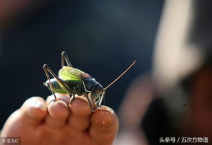 關(guān)于鳴蟲(chóng)詩(shī)句