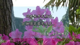 繁花,詩(shī)句,飄落