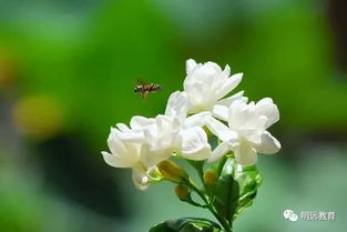 描寫(xiě)個(gè)種花的古詩(shī)句