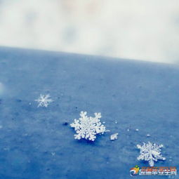 關于雪花優(yōu)美詩句