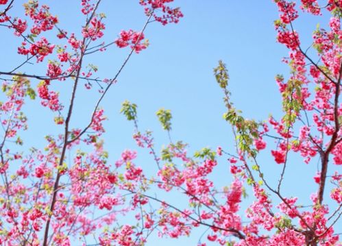 詩(shī)句,詞語(yǔ),四字,于春