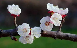 關(guān)于杏花花的詩(shī)句