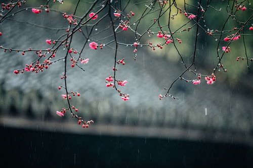 詩(shī)句,遇見(jiàn),春節