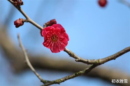 小學(xué)關(guān)于梅花的詩(shī)句古詩(shī)大全,梅花的詩(shī)句古詩(shī)大全梅花自苦寒來(lái),關(guān)于春天梅花的詩(shī)句古詩(shī)大全