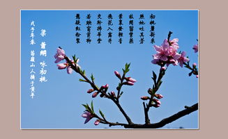 有關(guān)桃花的詩(shī)句古詩(shī)詞,含桃花的詩(shī)句古詩(shī)詞,贊美桃花的詩(shī)句古詩(shī)詞