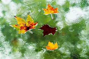 有關(guān)秋雨的詩(shī)句古詩(shī),描寫(xiě)秋葉的詩(shī)句古詩(shī),秋葉詩(shī)句古詩(shī)