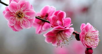 關(guān)于杏花桃花的詩(shī)句古詩(shī)