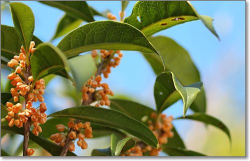 小學(xué)的關(guān)于桂花的詩(shī)句有哪些