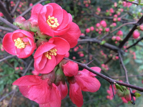 紅梅,古詩(shī),詩(shī)句,描寫(xiě)
